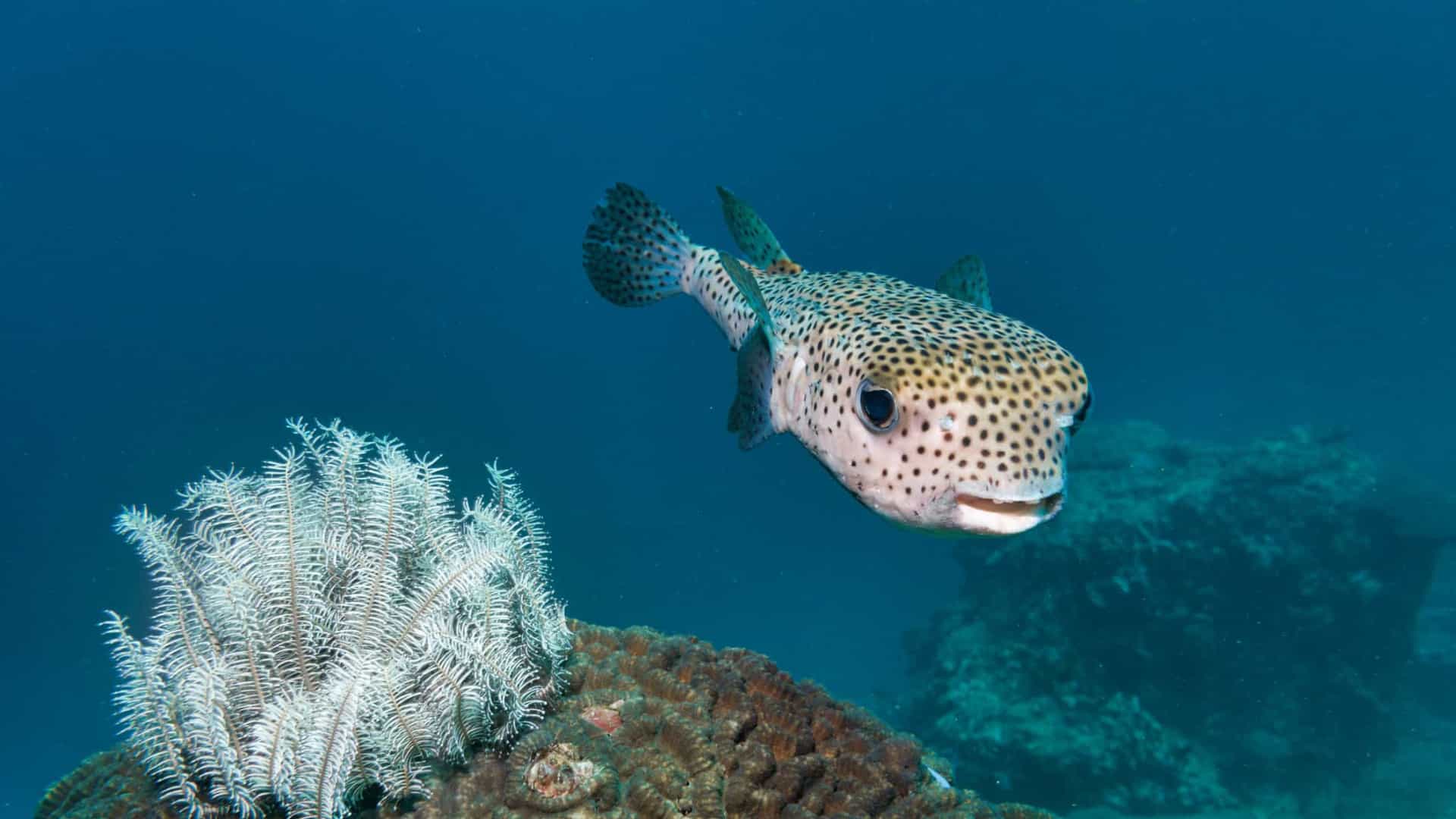 sabia-que-o-peixe-bal-o-uma-das-esp-cies-mais-venenosas-do-mundo