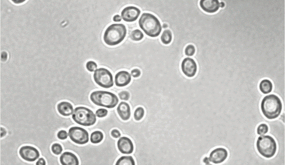 Clavispora