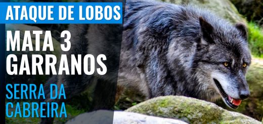 Lobos atacam