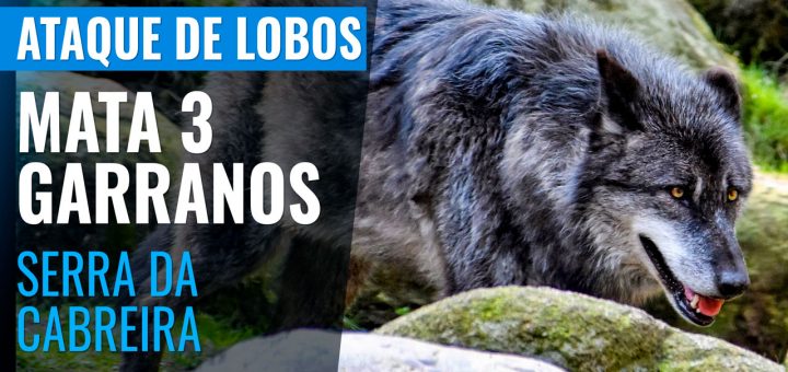 Lobos atacam