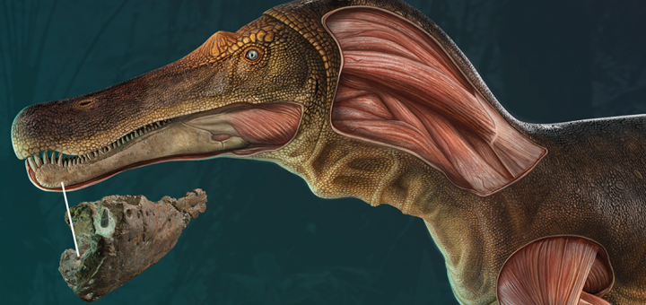 'Iberospinus natarioi'