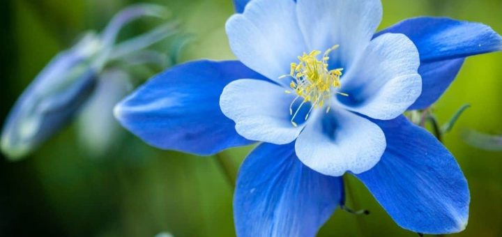 flor