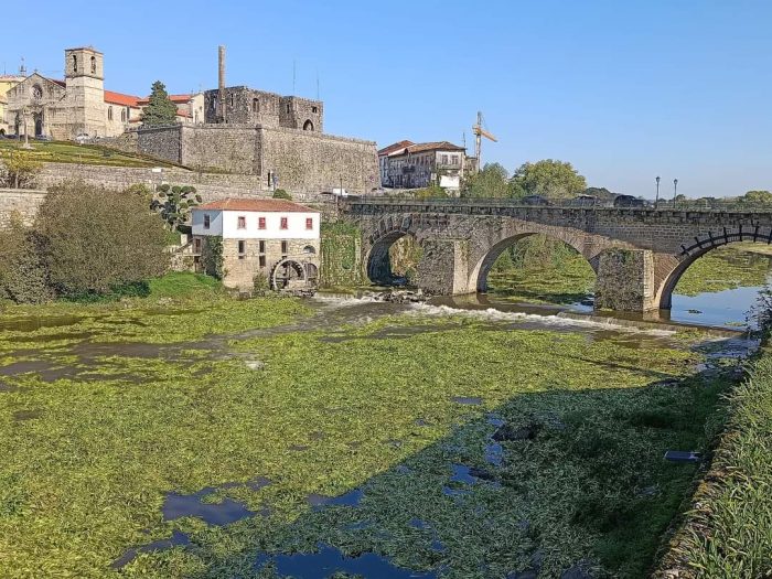 Barcelos Rio Cávado Jacintos